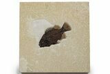 Detailed Fossil Fish (Cockerellites) - Wyoming #349252-1